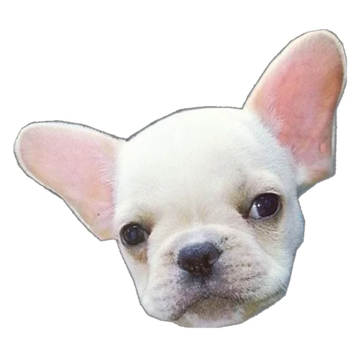 😒 Стикер «Frenchie» для Telegram