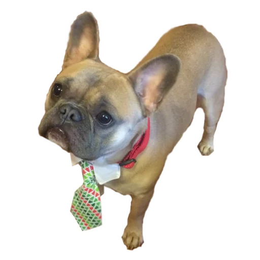 😧 Стикер «Frenchie» для Telegram