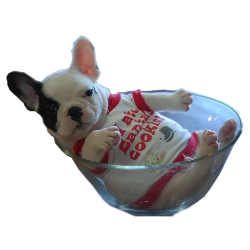 😌 Стикер «Frenchie» для Telegram