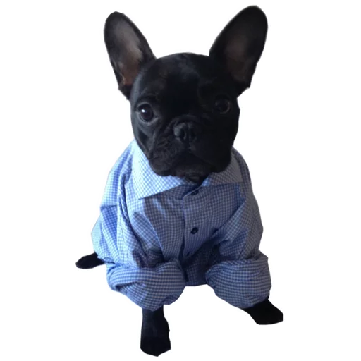 😳 Стикер «Frenchie» для Telegram