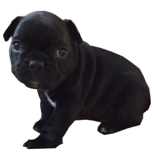 ☺️ Стикер «Frenchie» для Telegram