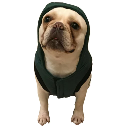 😨 Стикер «Frenchie» для Telegram