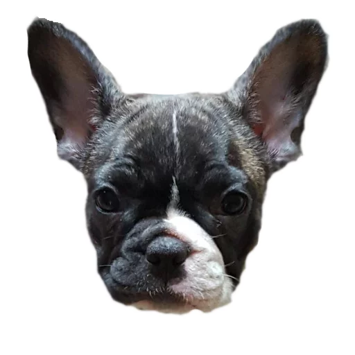 😐 Стикер «Frenchie» для Telegram