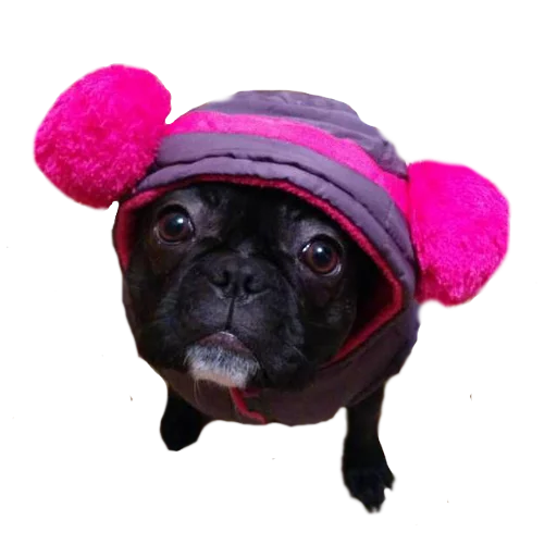 👲 Стикер «Frenchie» для Telegram