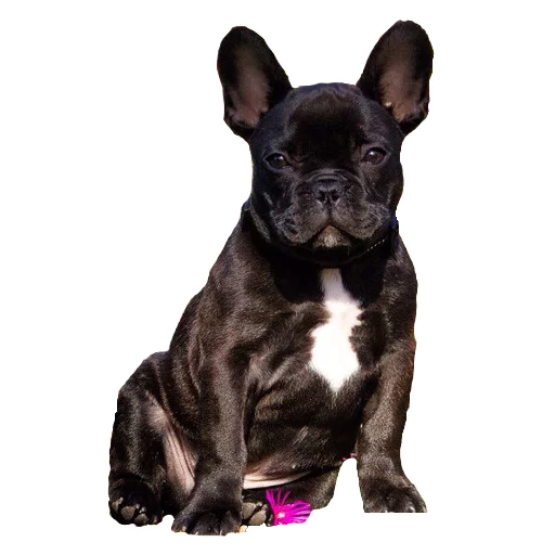 😀 Стикер «Frenchie» для Telegram