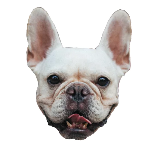 😝 Стикер «Frenchie» для Telegram