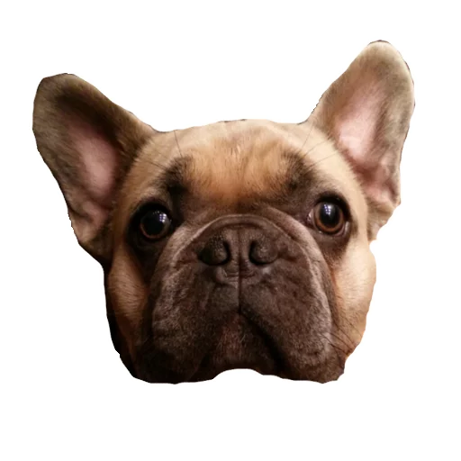 😕 Стикер «Frenchie» для Telegram