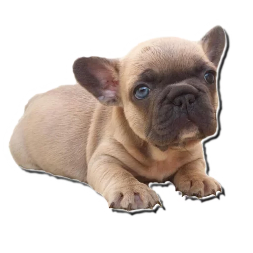 😮 Стикер «Frenchie» для Telegram
