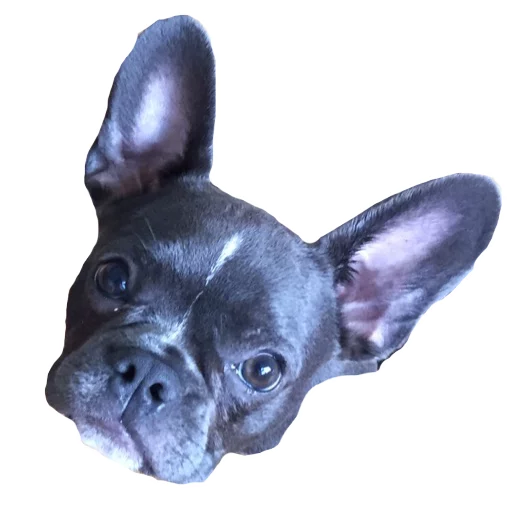 😯 Стикер «Frenchie» для Telegram