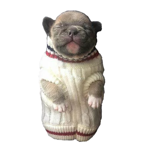 😴 Стикер «Frenchie» для Telegram