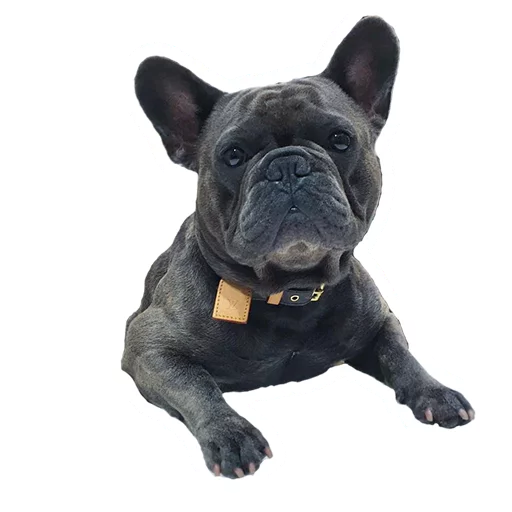 🐶 Стикер «Frenchie» для Telegram