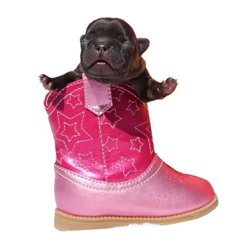👢 Стикер «Frenchie» для Telegram