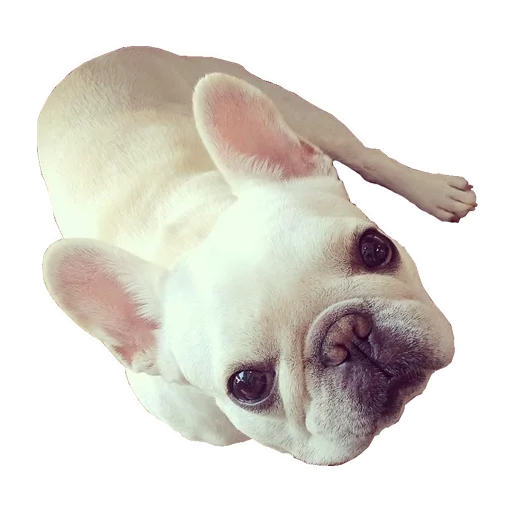 💃 Стикер «Frenchie» для Telegram