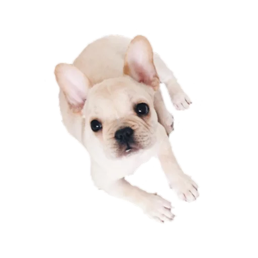 😕 Стикер «Frenchie» для Telegram