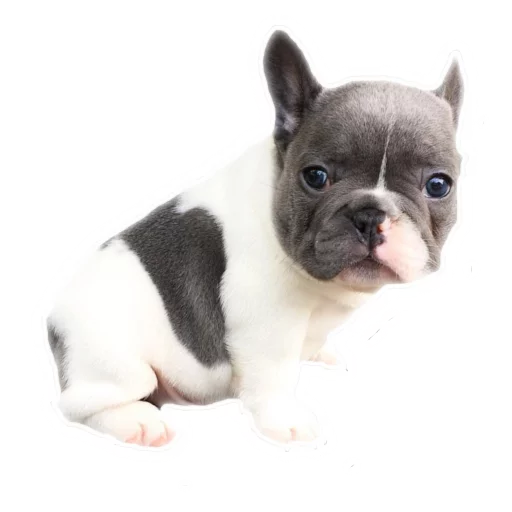 😓 Стикер «Frenchie» для Telegram