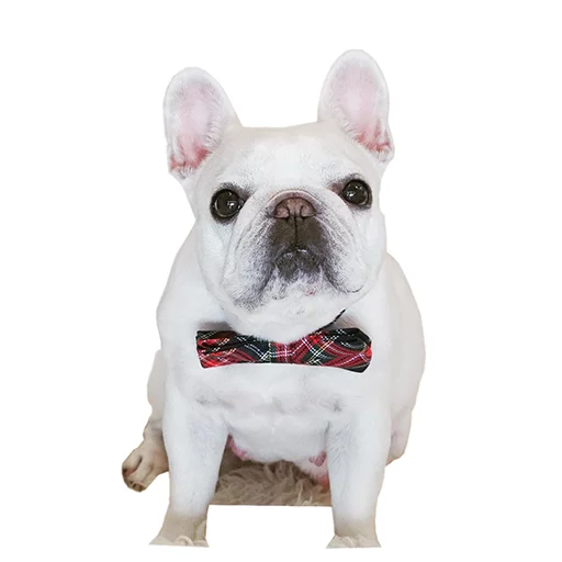 🐶 Стикер «Frenchie» для Telegram