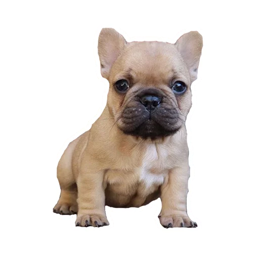 😳 Стикер «Frenchie» для Telegram