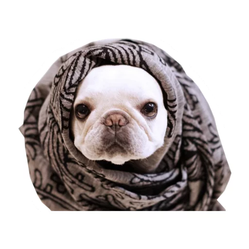 🐶 Стикер «Frenchie» для Telegram