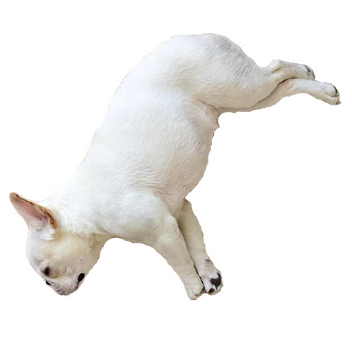 😌 Стикер «Frenchie» для Telegram