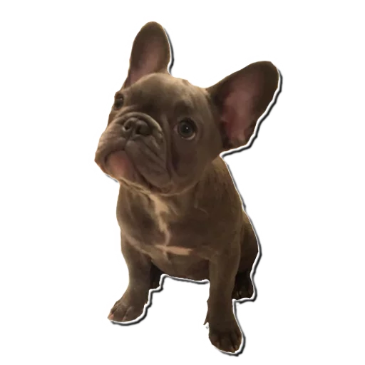 😯 Стикер «Frenchie» для Telegram