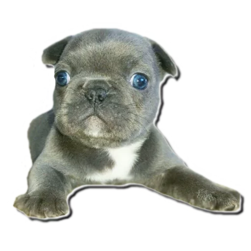 🙁 Стикер «Frenchie» для Telegram