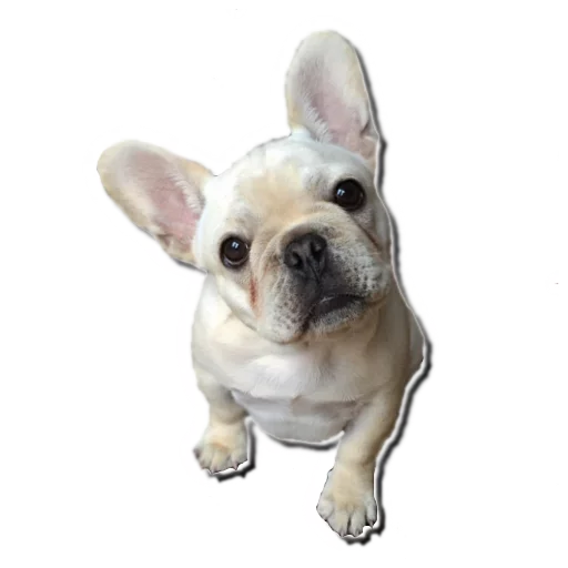 😮 Стикер «Frenchie» для Telegram