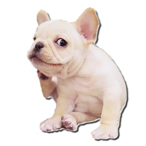 😏 Стикер «Frenchie» для Telegram
