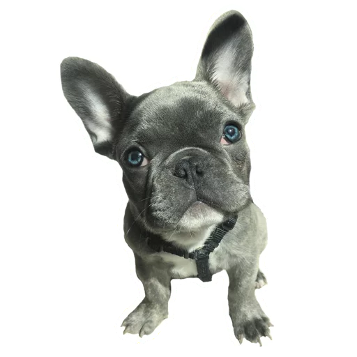 🐶 Стикер «Frenchie» для Telegram