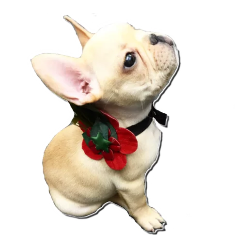 😞 Стикер «Frenchie» для Telegram