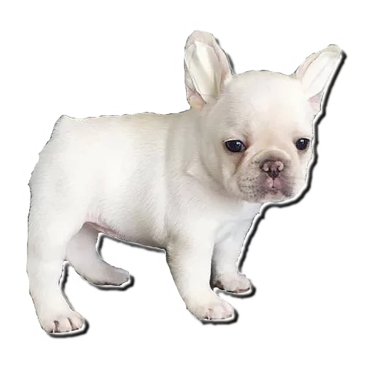 😞 Стикер «Frenchie» для Telegram