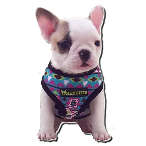 😮 Стикер «Frenchie» для Telegram