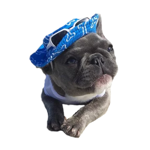 😎 Стикер «Frenchie» для Telegram
