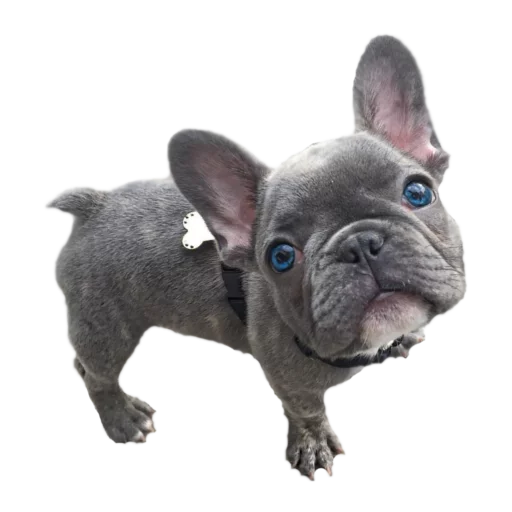 ❤ Стикер «Frenchie» для Telegram