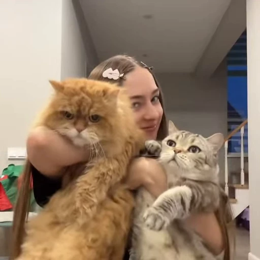 🐈 Стикер «мэйби бэйби стикерс))» для Telegram