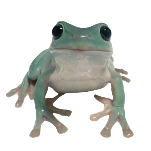 🐸 Стикер «Жабьи лягушки» для Telegram