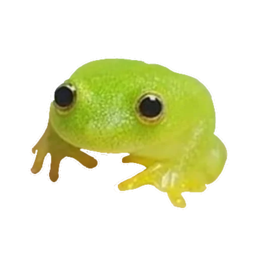 🐸 Стикер «Жабьи лягушки» для Telegram