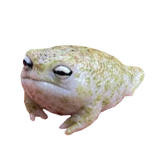 🐸 Стикер «Жабьи лягушки» для Telegram