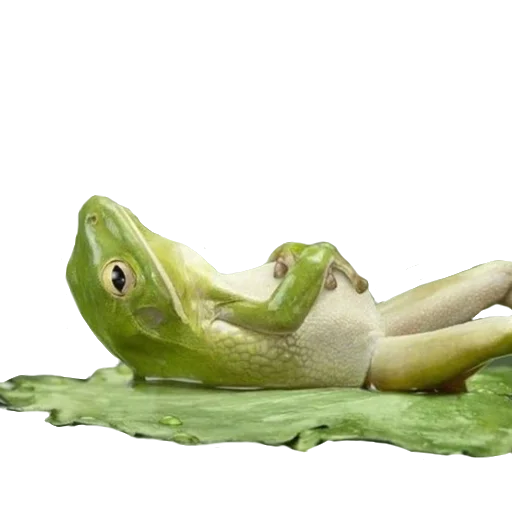 🐸 Стикер «Жабьи лягушки» для Telegram