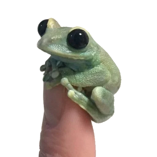 🐸 Стикер «Жабьи лягушки» для Telegram