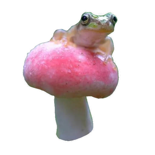 🐸 Стикер «Жабьи лягушки» для Telegram