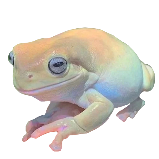 🐸 Стикер «Жабьи лягушки» для Telegram