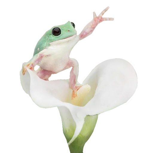 🐸 Стикер «Жабьи лягушки» для Telegram