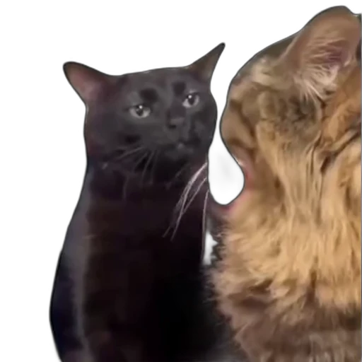 🐈‍⬛ Стикер «From FTS2» для Telegram