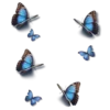 🦋 Эмодзи «Windows» для Telegram