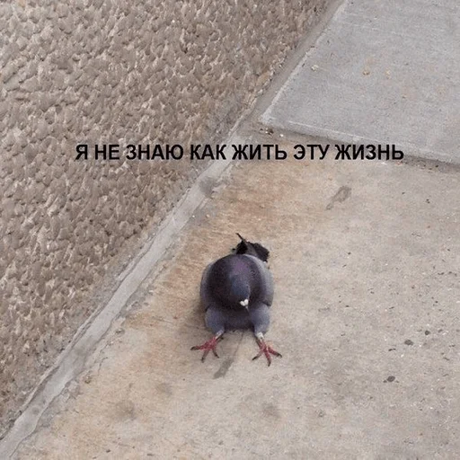 🔪 Стикер «hhwb» для Telegram