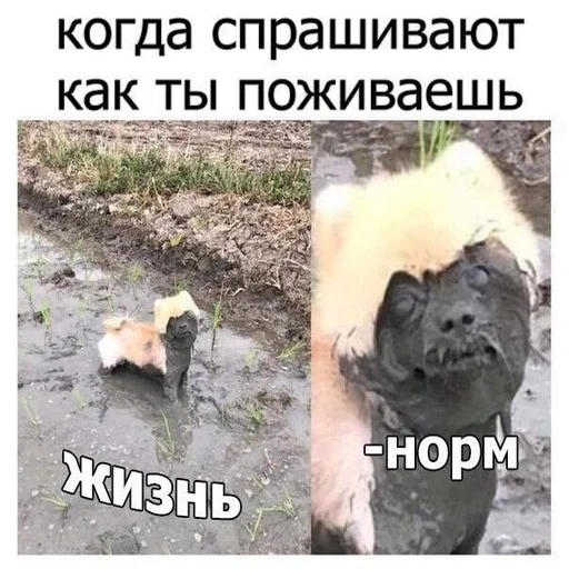 👍 Стикер «hhwb» для Telegram