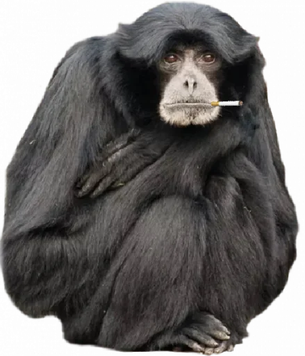 🚬 Стикер «Family memes» для Telegram