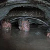 Стикер 39 😮‍💨 Видео набор эмоджи по фильму «Джентльмены удачи»