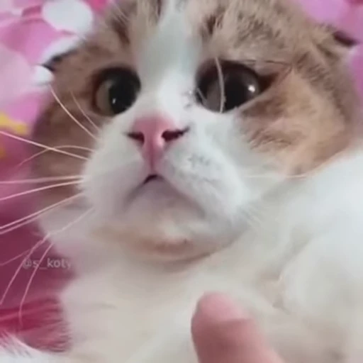 🗿 Стикер «YeYy» для Telegram