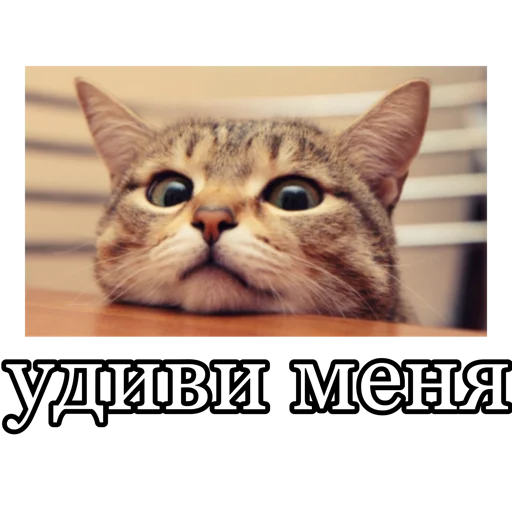😏 Стикер «fucking pack» для Telegram